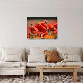 Tablou pe sticlă cu flori de maci (70x50 cm)