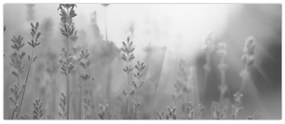 Tablou - Lavanda (120x50 cm)
