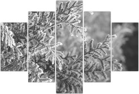 Tablou - Pădure de molid (150x105 cm)