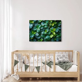 Tablou - Plante verzi (90x60 cm)