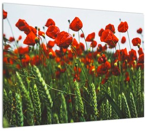 Tablou - Maci în vânt (70x50 cm)