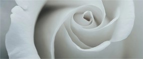 Tablou - Trandafirul alb (120x50 cm)
