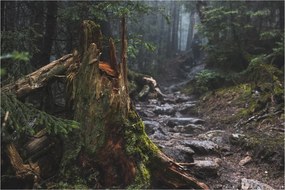 Tablou - În pădure (90x60 cm)