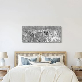 Tablou - Vulpe,alb-negru (120x50 cm)