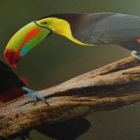 Tablou tucani sezând , Costa Rica (150x105 cm)
