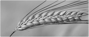 Tablou - Grâu,alb-negru (120x50 cm)