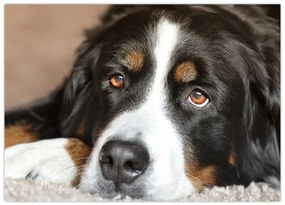 Tablou cu câine (70x50 cm)