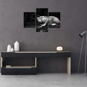 Tablou - Tigru alb, alb-negru (90x60 cm)