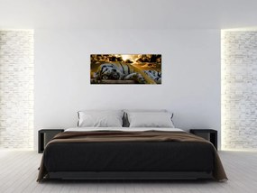 Tablou tigrul dormind (120x50 cm)