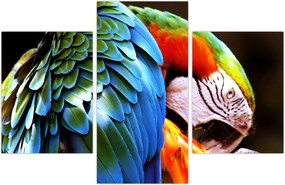 Tablou - Papagal (90x60 cm)