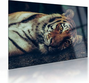 Tablou pe sticlă - Tigrul Siberian (70x50 cm)