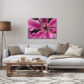 Tablou cu floarea roz de clematis (70x50 cm)