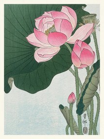 Reproducere Blooming Lotus, Ohara Koson