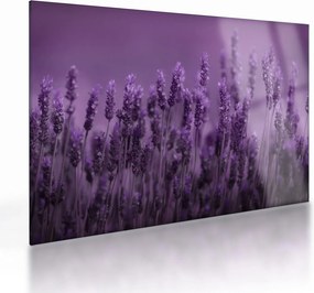 Tablou pe sticlă - Lavanda (70x50 cm)