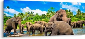 Tablou - Elefanți, Sri Lanka (120x50 cm)