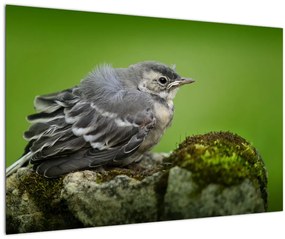 Tablou - Muscarul (90x60 cm)