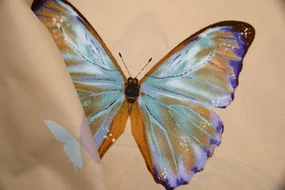 Set 2 huse de perna BRILLIANT BUTTERFLY 40x50 cm