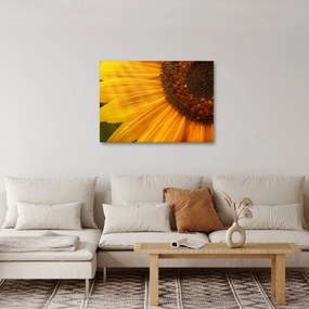 Tablou - Floarea-soarelui (70x50 cm)