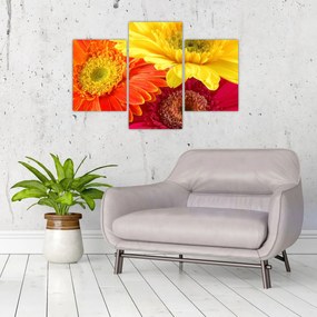 Tablou - Flori Gerbery (90x60 cm)