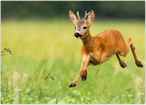 Tablou - Haită (70x50 cm)
