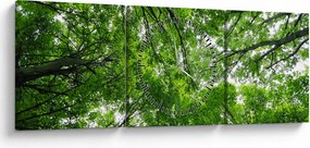 Tablou - privire în coroanele pomilor (cu ceas) (90x30 cm)