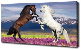 Tablou pe pânză canvas Cai de luptă în avans