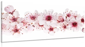 Tablou flori de cires