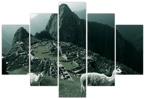 Tablou - Lamas la Machu Picchu în Peru (150x105 cm)