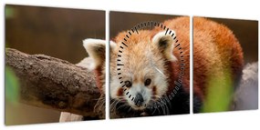Tablou cu panda roșie (cu ceas) (90x30 cm)