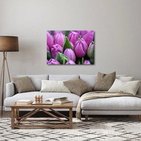 Tablou - florile lalelelor (70x50 cm)