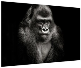 Tablou - Gorila (90x60 cm)