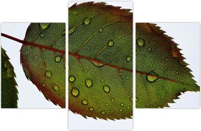 Tablou - Frunze de trandafir (90x60 cm)