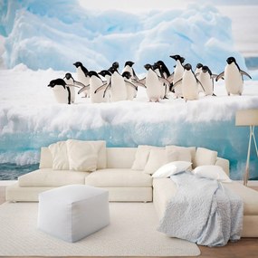 Fototapet - Pinguini (254x184 cm)