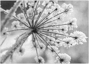 Tablou - Floare în timpul iernii (70x50 cm)