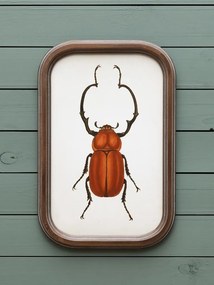 Set 9 tablouri cu insecte, cu rama din lemn de pin, Insects