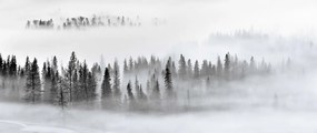 Fototapet, Calm Forest, Rebel Walls