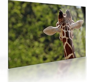 Tablou pe sticlă cu girafă din spate (70x50 cm)