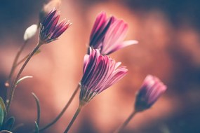 Fototapet autoadeziv flori roz delicate