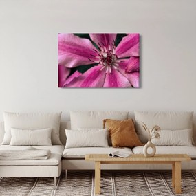 Tablou cu floarea roz de clematis (90x60 cm)