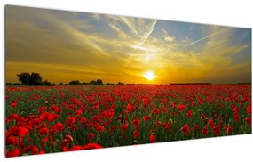 Tablou cu câmp cu maci (120x50 cm)