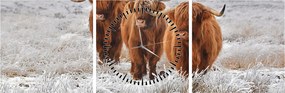 Tablou - Vaci scoțiene (cu ceas) (90x30 cm)