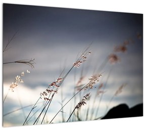 Tablou pe sticlă - Flori de luncă (70x50 cm)