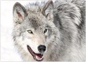 Tablou - Lupul în natură (70x50 cm)