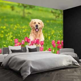 Fototapet Dog Lalele