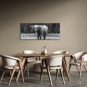 Tablou - Vacă scoțiană 3,alb-negru (120x50 cm)