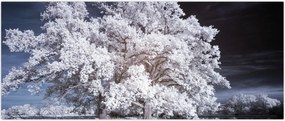 Tablou - Albă ca Zăpada Copac (120x50 cm)