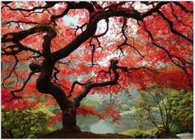Tablou - Arțarul japonez roșu, Portland, Oregon (70x50 cm)