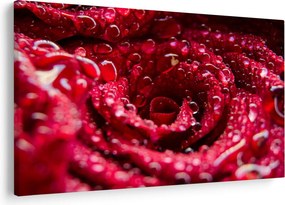 Tablou cu floarea trandafirului roșu (90x60 cm)