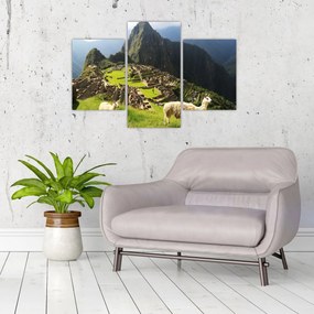 Tablou - Lame in Machu Picchu (90x60 cm)