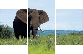 Tablou cu elefant (90x60 cm)